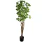 180 cm-ová rastlina Schefflera chinensis v kvetináči