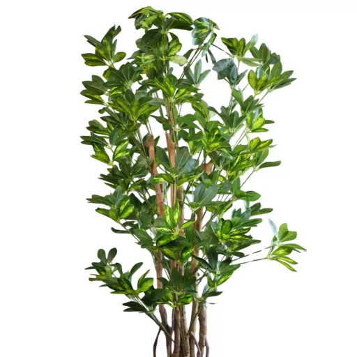 180 cm-ová rastlina Schefflera chinensis v kvetináči