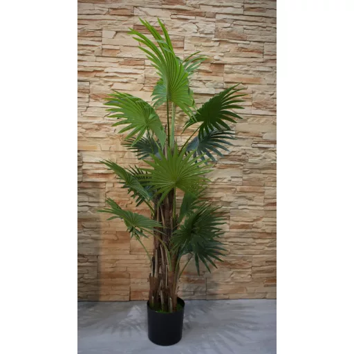 Virginia mimoriadne krásna palma v kvetináči - 150 cm